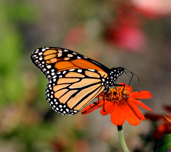 Monarch Butterflies in a Tailspin - Geraldine R. Dodge Foundation